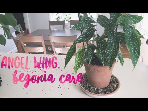 Video: Angel Wing Begonia Flowers - Growing Angel Wing Begonias Indoors