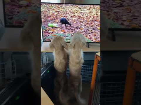 犬の日常 #Shorts 仲良くテレビを見る犬の姉妹 Dogs Watch TV