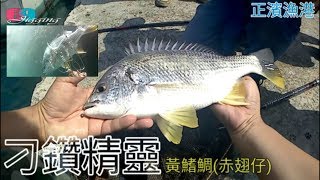 [磯釣沉底] 刁鑽精靈-黃鰭鯛(赤翅仔)活蝦前打Spoon路亞篇-正 ... 