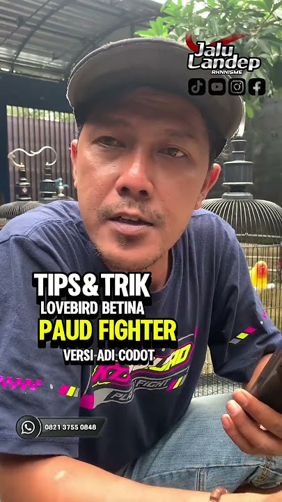 Tips&Trik versi Adi Codot LOVEBIRD BETINA PAUD FIGHTER #lovebird #lovebirdfighter #rhnsalatiga #fyp