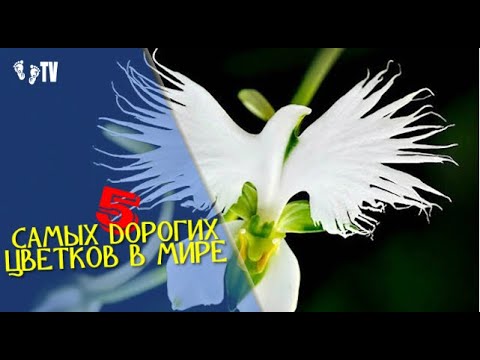 Video: Доллар дарагы - жыргалчылыктын символу