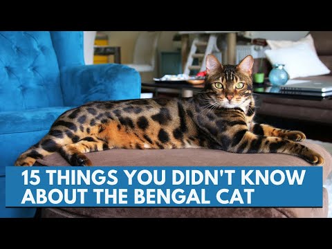 Video: Bengalskatt