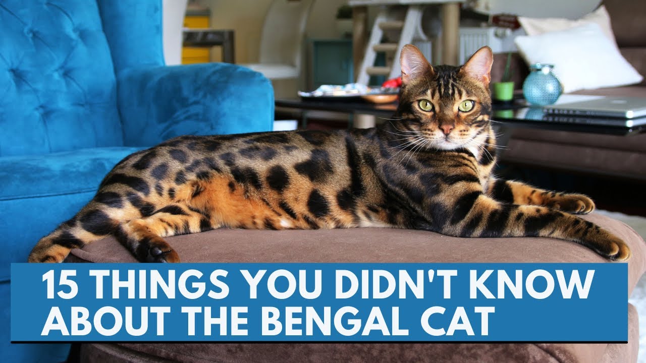 15 Things You Didn T Know About The Bengal Cat Youtube