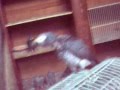 Pigeons voyageur vs perroquet bien dress dilaw
