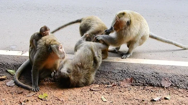 Who Can Help Three Lady's Monkey Fighting Each Oth...