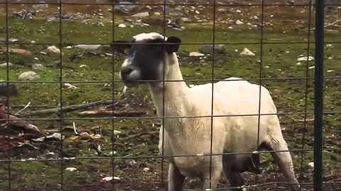 The Screaming Sheep Original Upload)