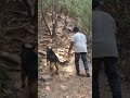 Forest parithabangal with thunder  parithabangal funny doglover mototerian gsdlovers viral