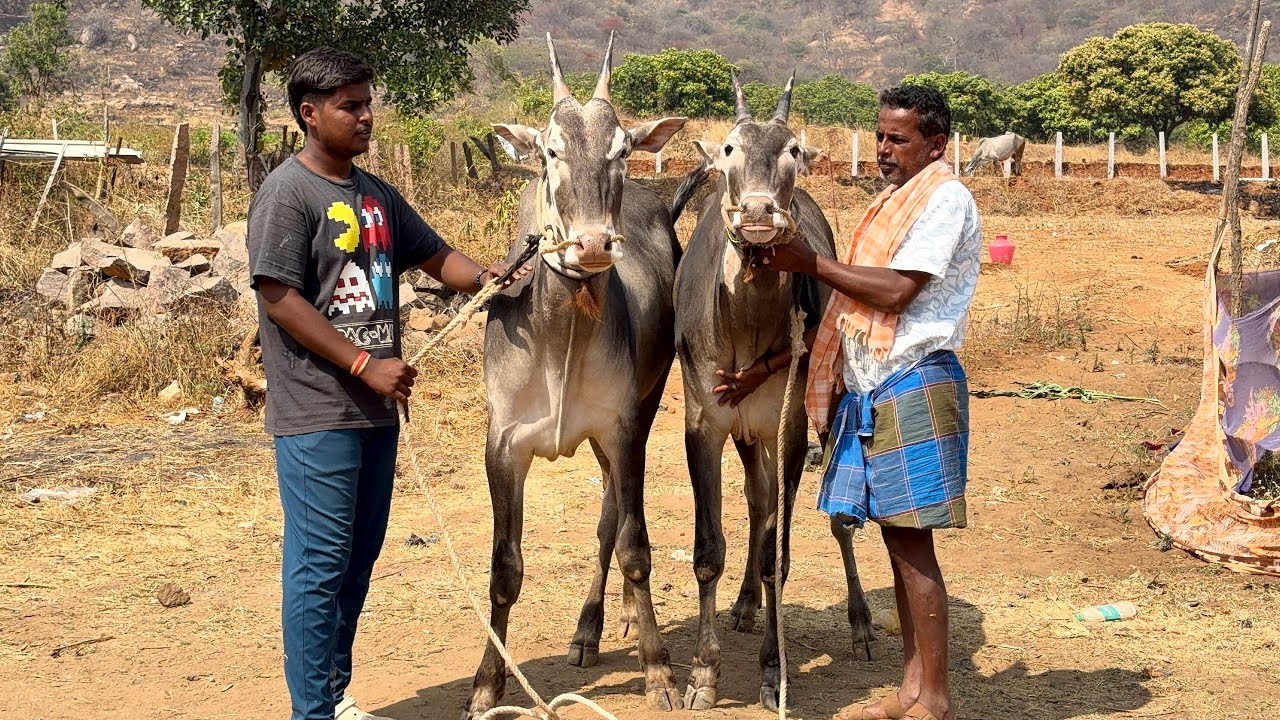 Young Hallikar Stud Bulls Pair #hallikarbull #hallikarstudbull #cattlesofindia 