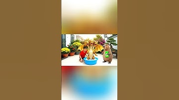 Capy cùng anh giúp bà tắm cho con Dragon Cannelloni và cái kết #capybara