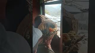 Hunting Nepal’s Mad Honey That Makes You Hallucinate - HONEY HUNTERS Nepalnepaleseexplore nepal 