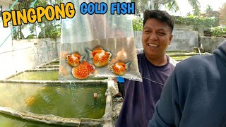 Ping Pong Pearl Scale, Dfish Farm At Panabo City Philippines