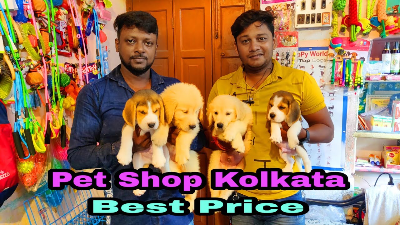 New Puppy Shop Kolkata Super Quality Dogs Available Here At Cheapest