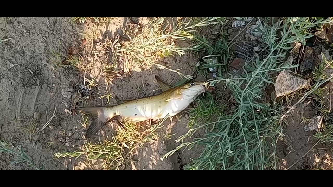 Catfishing Utah's Green River YouTube