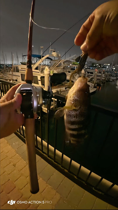 Over kill with shimano tranx 300 #shimano #reels #bassfishing #fishing #saltwaterreel #sportfishing