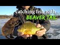 Catching SLAB Bluegills on a BEAVER TAIL???? (Catch:Clean:Cook)