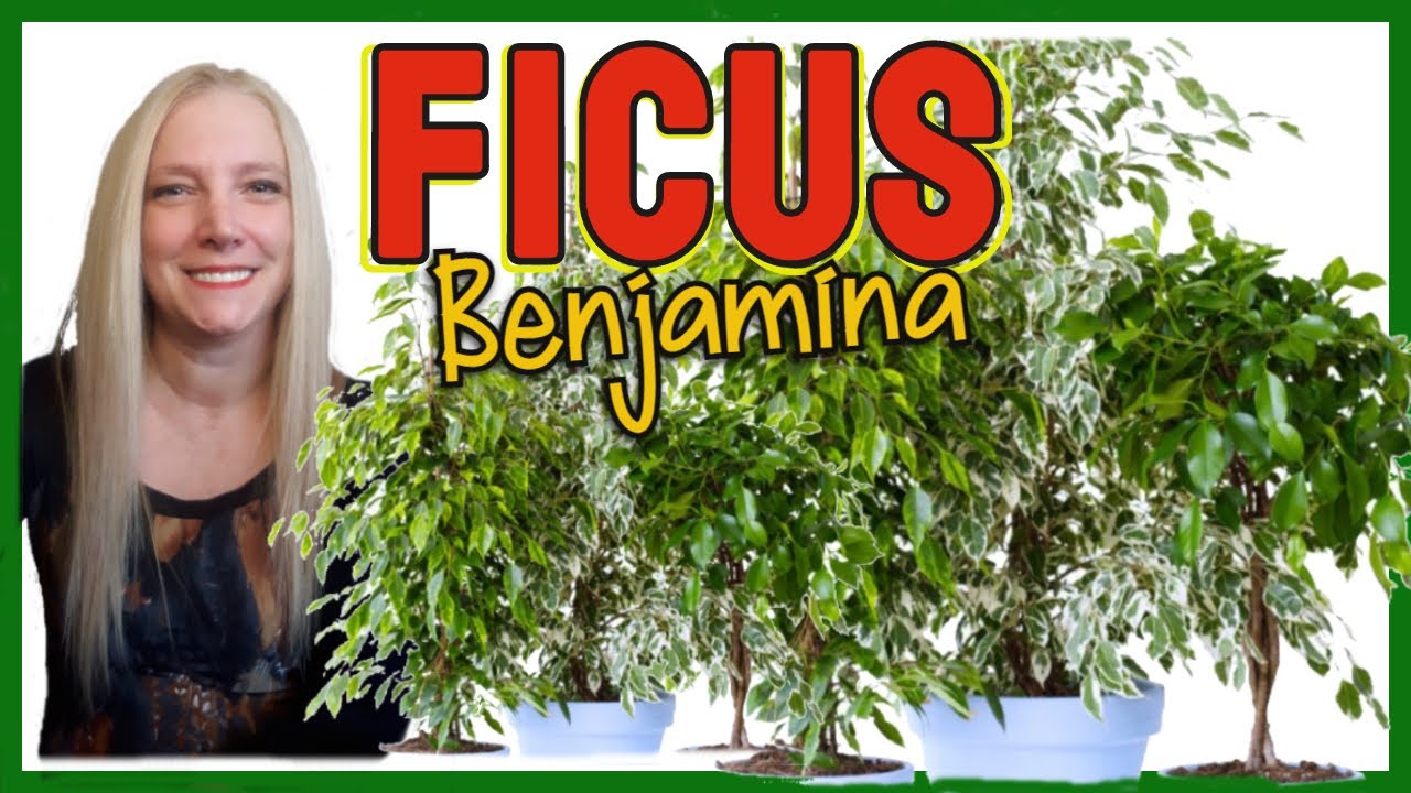 FICUS BENJAMINA │cómo cuidar PLANTA FICUS BENJAMINA. @VerónicaCampaniniPlantas