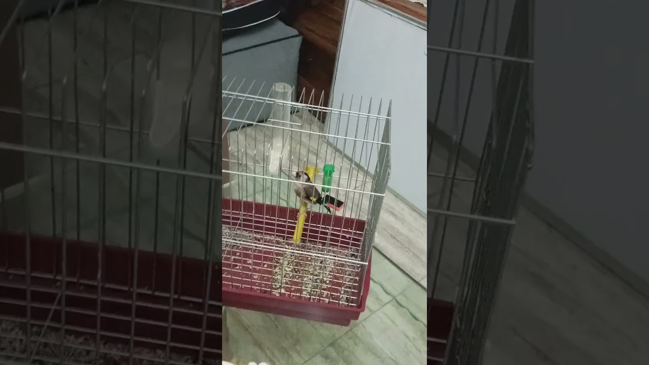 انجح طريقة تلقام مع نوطاج