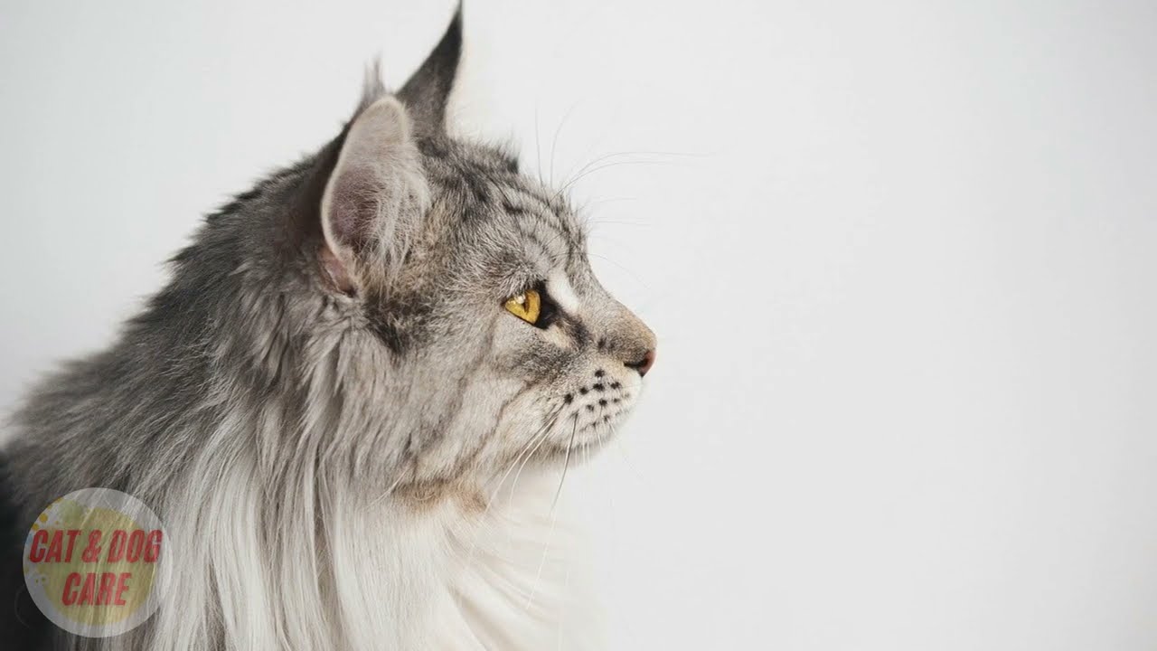 The 5 Best Ways to Show Your Cat You Care / Cat Care / Cat and Dog Care