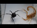Veuve Noire VS Scorpion : Un combat sans merci.