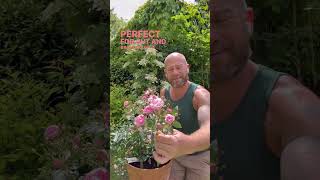 Download Lagu Personal growing review of rose  ’Heavenly pink’ (LENnedi) #gardenerben ￼ MP3