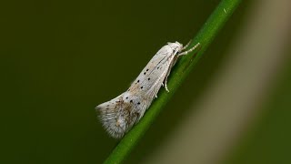 Elachista pollinariella - Gepuncteerde grasmineermot