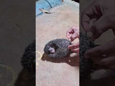 بكاء القنفد أكل الحشرات