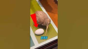 Why does the kiwi bird take this risk? 😱 #shorts