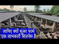 Why Pig Farming Is A Profitable Business | सुअर फार्म एक लाभकारी व्यवसाय | vikas Live Stock