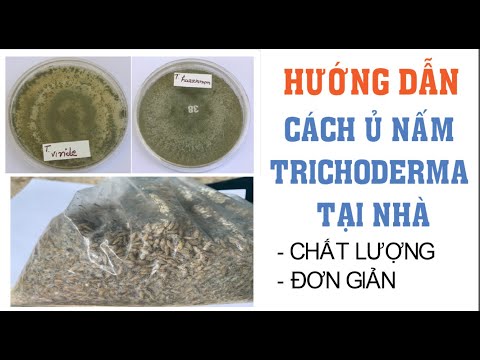 Video: Thủ Thuật Thực Vật