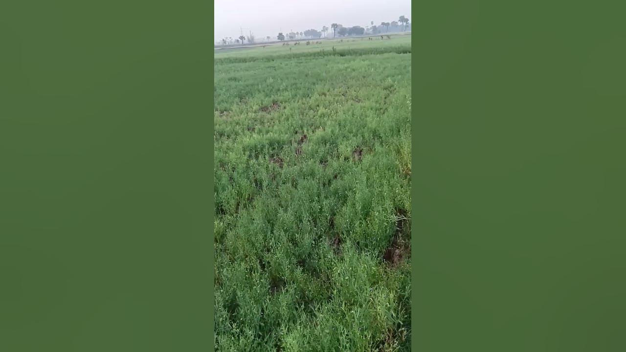 gehun-ke-kheton-ka-rang-kuchh-alag-hi-ishara-karta-hai-shortvideo