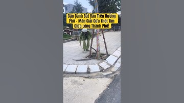 Cận Cảnh Bắt Rắn Trên Đường Phố – Màn Giải Cứu Thót Tim Giữa Lòng Thành Phố! #animals #snake