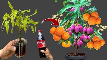 IMPROVED TECHNIQUE for propagating MANGO branches into trees from coca~cola and rice, fast growth