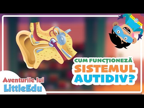 Cum funcționează Sistemul Auditiv - Aventurile lui LittleEdu