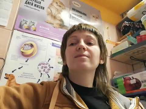 Обзор на Монж (Monge) для собак и щенков.