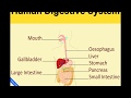Digestive System Song Human Digestive System 