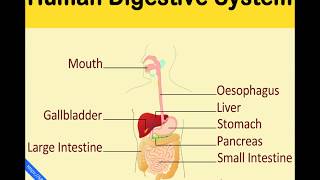 Digestive System Song | Human Digestive System