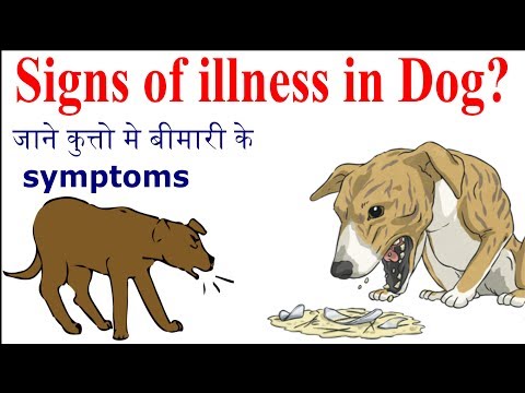 signs-of-illness-in-dog