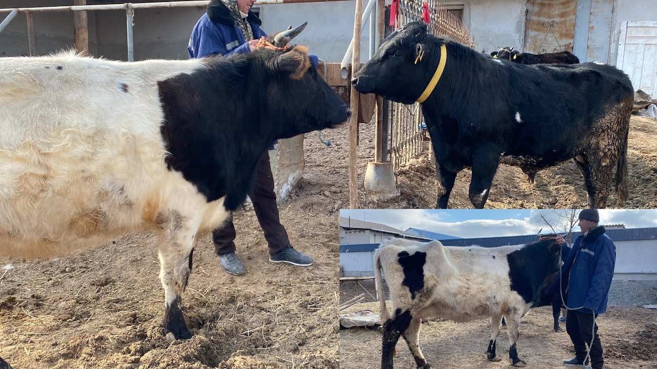 ЗОТДОР ОНА БОЛА БУГОЗ СИГИРЛАР СОТИЛАДИ ЗУРЛАРИДАН СУРАГАНЛАР УЧУН 26.02.2026