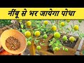 नीबू एक बार में फल फूल से भर जायेगा | Organic Lemon Farming | Home Garden