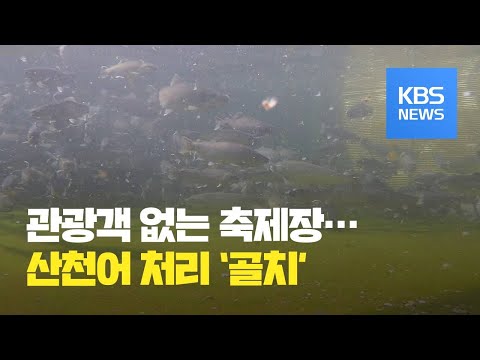 겨울축제 타격에 남는 산천어 처리 ‘골치’ / KBS뉴스(News)