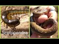 Conoce a la SCOLOPENDRA || Sierra de Guadalupe 1/2