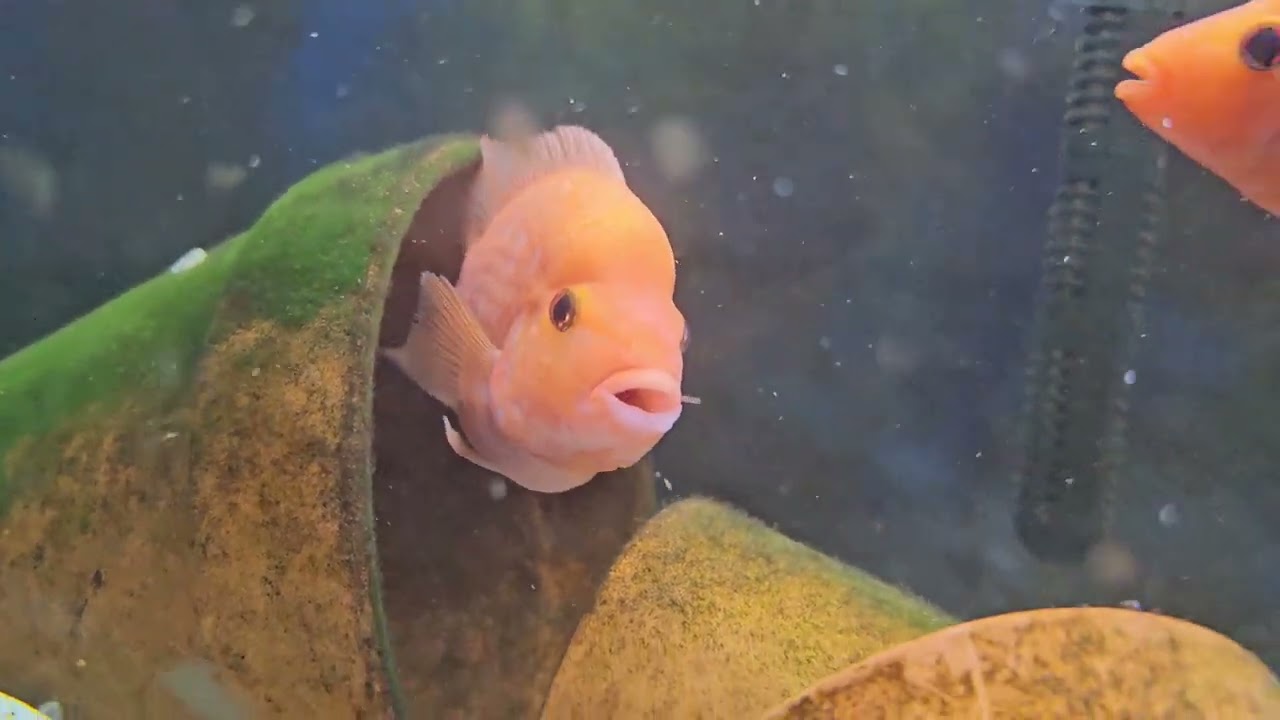 Midas Cichlids...How to tell male or female  revisited  featuring Gold Barred Midas 'The Rock'