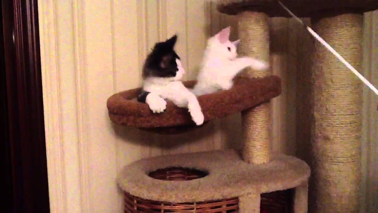 Карсибор +Курия