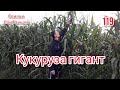 Кукуруза гигант. Объездили поля. Соя , пшеница