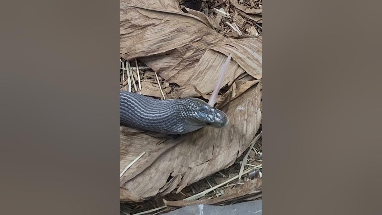 This Is How The World s Fastest Moving Snake The Black Mamba Eats A this-is-how-the-world-s-fastest-moving-snake-the-black-mamba-eats-a