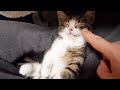 When I play a trick on selfish kitten Coco... lol