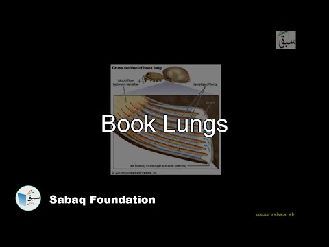 spider book lungs