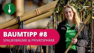 Baumtipp Spalierbäume Privatsphäre