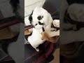 羽根🪶遊び🐼😸#無理だ!!︎#shorts #猫 #cat #cute #スコティッシュフォールド #猫動画 #爆風スランプ
