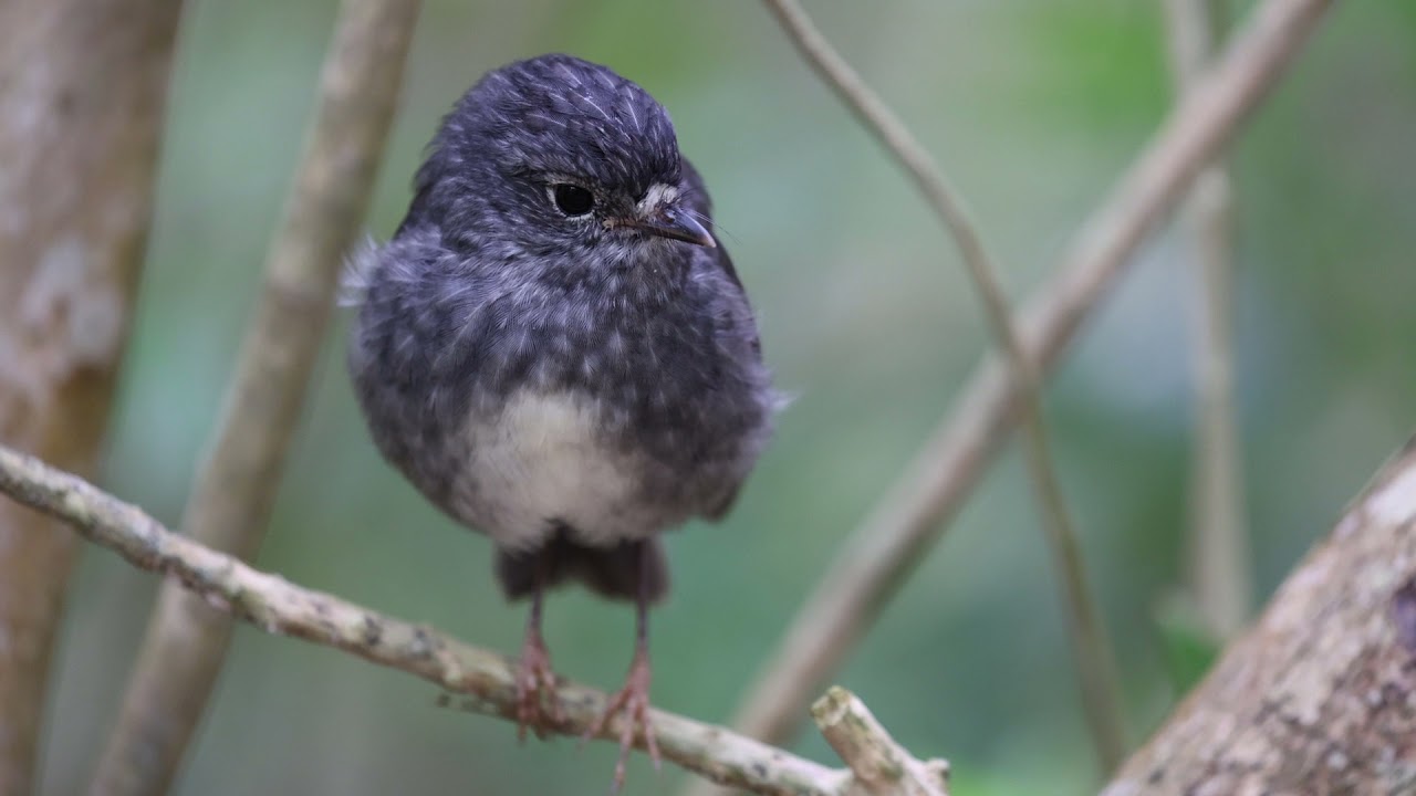 North Island robin / toutouwai, Tiritiri Matangi Island